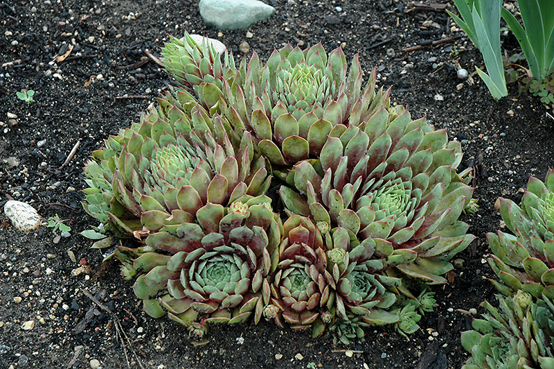 Ruby Heart Hens And Chicks (Sempervivum 'Ruby Heart') at Caan Floral & Greenhouse