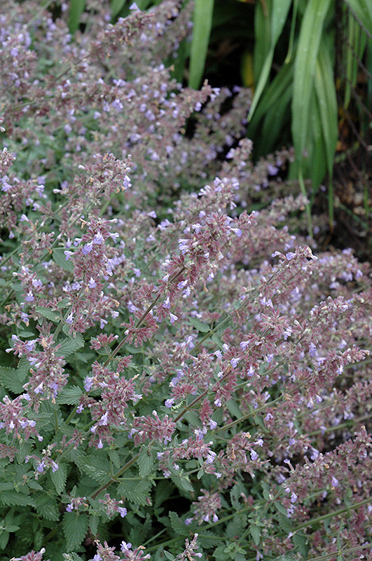 Cat's Meow Catmint (Nepeta x faassenii 'Cat's Meow') at Caan Floral & Greenhouse