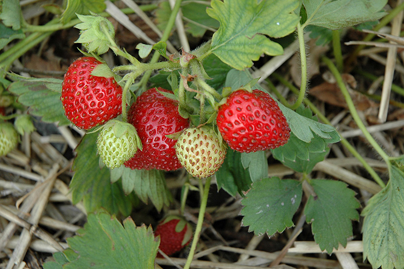 June-Bearing Strawberry (Fragaria 'June-Bearing') at Caan Floral & Greenhouse