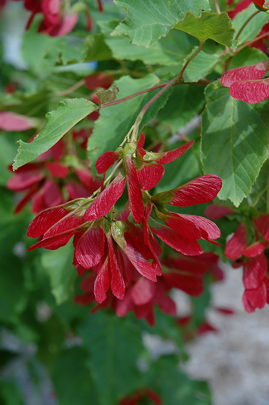 Hot Wings Tatarian Maple (Acer tataricum 'GarAnn') at Caan Floral & Greenhouse
