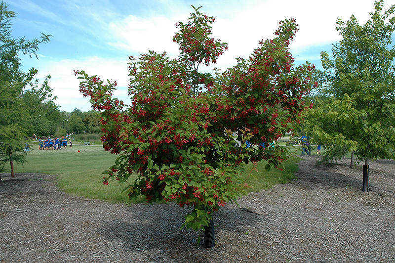 Hot Wings Tatarian Maple (Acer tataricum 'GarAnn') at Caan Floral & Greenhouse