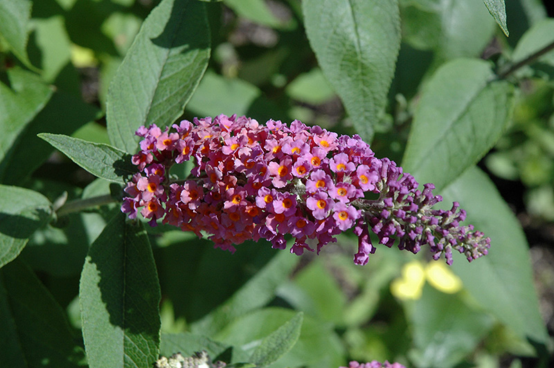 Bicolor Butterfly Bush (Buddleia x weyeriana 'Bicolor') at Caan Floral & Greenhouse