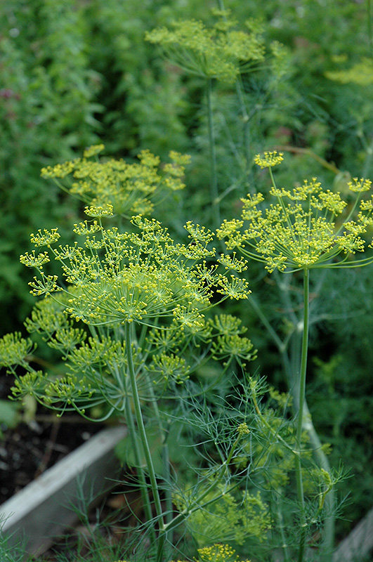 Dill (Anethum graveolens) at Caan Floral & Greenhouse