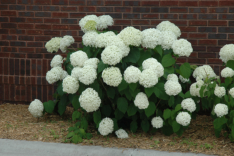 Incrediball Hydrangea (Hydrangea arborescens 'Abetwo') at Caan Floral & Greenhouse
