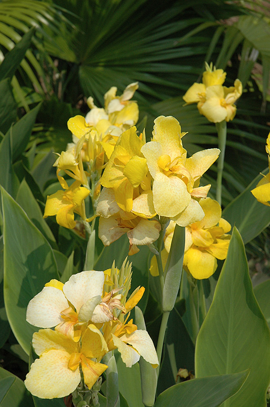 Cannova Yellow Canna (Canna 'Cannova Yellow') at Caan Floral & Greenhouse