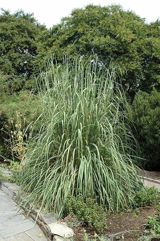Ravenna Grass (Erianthus ravennae) at Caan Floral & Greenhouse