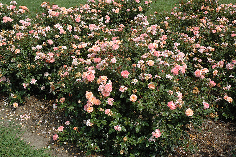 Apricot Drift Rose (Rosa 'Meimirrote') at Caan Floral & Greenhouse