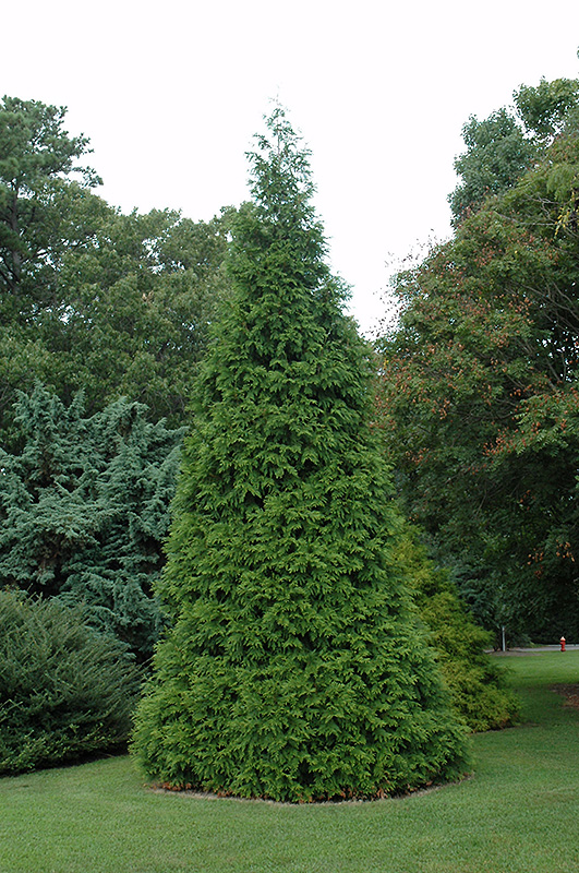 Green Giant Arborvitae (Thuja 'Green Giant') at Caan Floral & Greenhouse