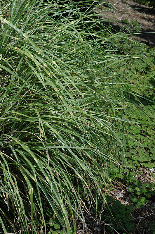 Little Zebra Dwarf Maiden Grass (Miscanthus sinensis 'Little Zebra') at Caan Floral & Greenhouse