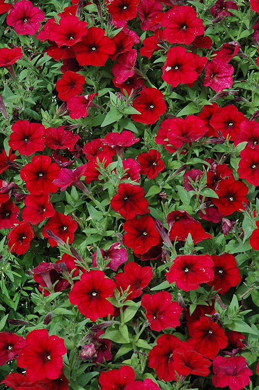 Easy Wave Red Velour Petunia (Petunia 'Easy Wave Red Velour') at Caan Floral & Greenhouse