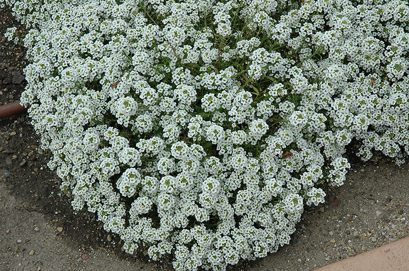 Clear Crystal White Sweet Alyssum (Lobularia maritima 'Clear Crystal White') at Caan Floral & Greenhouse