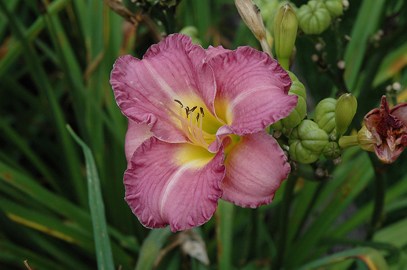 Entrapment Daylily (Hemerocallis 'Entrapment') at Caan Floral & Greenhouse