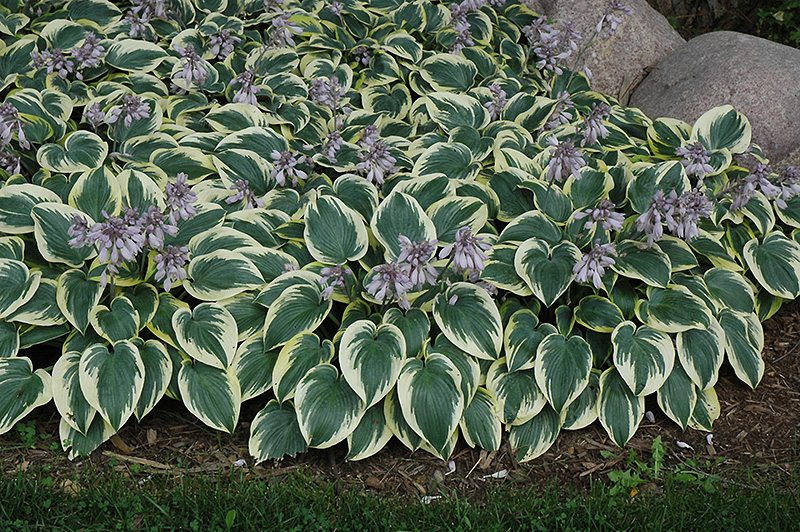 First Frost Hosta (Hosta 'First Frost') at Caan Floral & Greenhouse