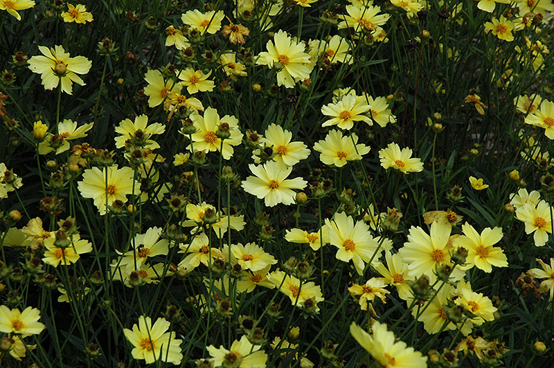 Full Moon Tickseed (Coreopsis 'Full Moon') at Caan Floral & Greenhouse