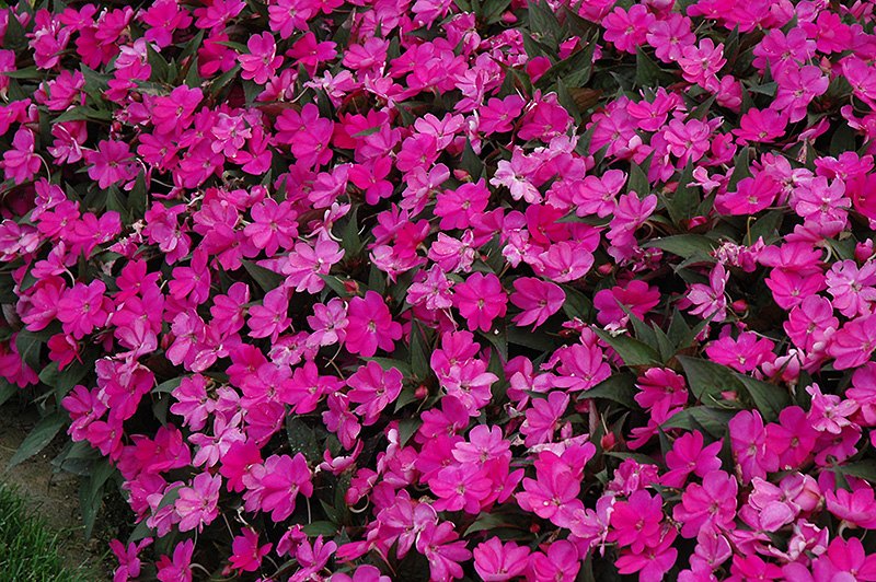 SunPatiens Compact Lilac New Guinea Impatiens (Impatiens 'SunPatiens Compact Lilac') at Caan Floral & Greenhouse
