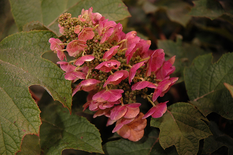 Ruby Slippers Hydrangea (Hydrangea quercifolia 'Ruby Slippers') at Caan Floral & Greenhouse