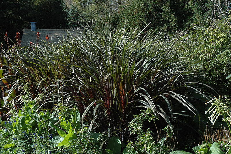 Prince Fountain Grass (Pennisetum purpureum 'Prince') at Caan Floral & Greenhouse