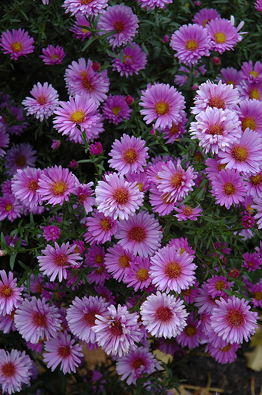 Purple Dome Aster (Aster novae-angliae 'Purple Dome') at Caan Floral & Greenhouse