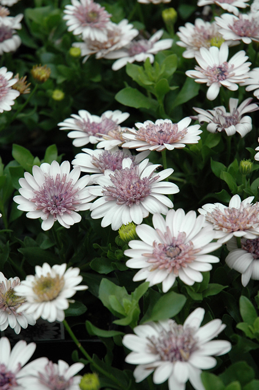 3D Silver African Daisy (Osteospermum '3D Silver') at Caan Floral & Greenhouse