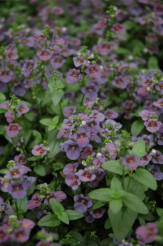 Piccadilly Denim Blue Twinspur (Diascia 'Piccadilly Denim Blue') at Caan Floral & Greenhouse