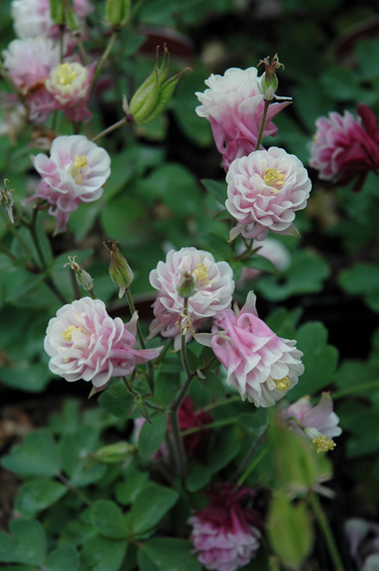 Winky Double Rose And White Columbine (Aquilegia 'Winky Double Rose And White') at Caan Floral & Greenhouse