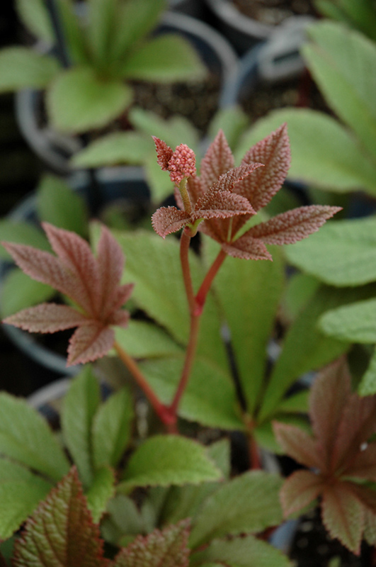 Cherry Blush Rodgersia (Rodgersia henrici 'Cherry Blush') at Caan Floral & Greenhouse