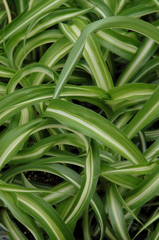 Variegated Spider Plant (Chlorophytum comosum 'Variegatum') at Caan Floral & Greenhouse