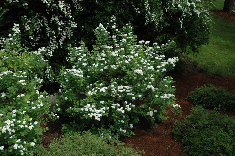 Tor Spirea (Spiraea betulifolia 'Tor') at Caan Floral & Greenhouse