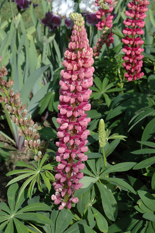 Popsicle Pink Lupine (Lupinus 'Popsicle Pink') at Caan Floral & Greenhouse