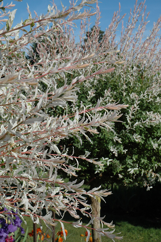 Tricolor Willow (tree form) (Salix integra 'Hakuro Nishiki (tree form)') at Caan Floral & Greenhouse
