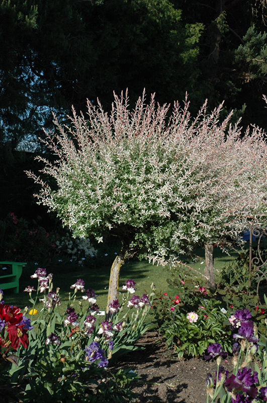 Tricolor Willow (tree form) (Salix integra 'Hakuro Nishiki (tree form)') at Caan Floral & Greenhouse