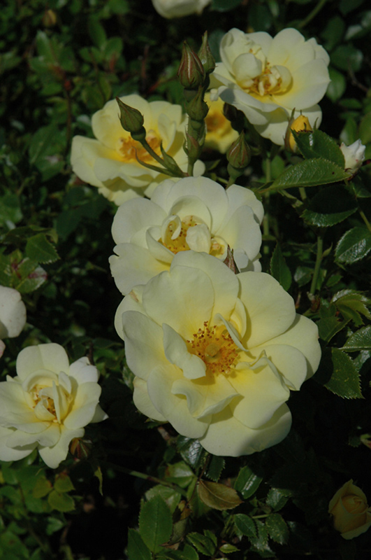Lemon Drift Rose (Rosa 'Meisentmil') at Caan Floral & Greenhouse