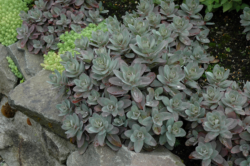 Marina Stonecrop (Sedum telephium 'Marina') at Caan Floral & Greenhouse