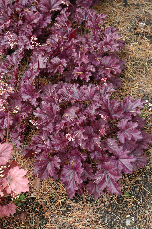 Forever Purple Coral Bells (Heuchera 'Forever Purple') at Caan Floral & Greenhouse