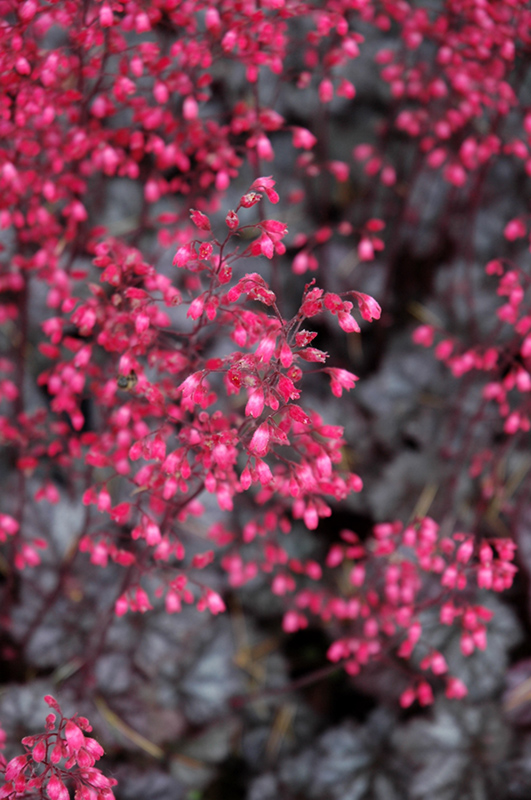 Glitter Coral Bells (Heuchera 'Glitter') at Caan Floral & Greenhouse