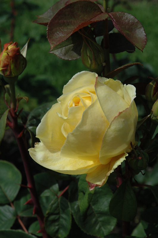 Chi-Ching Rose (Rosa 'Chi-Ching') at Caan Floral & Greenhouse