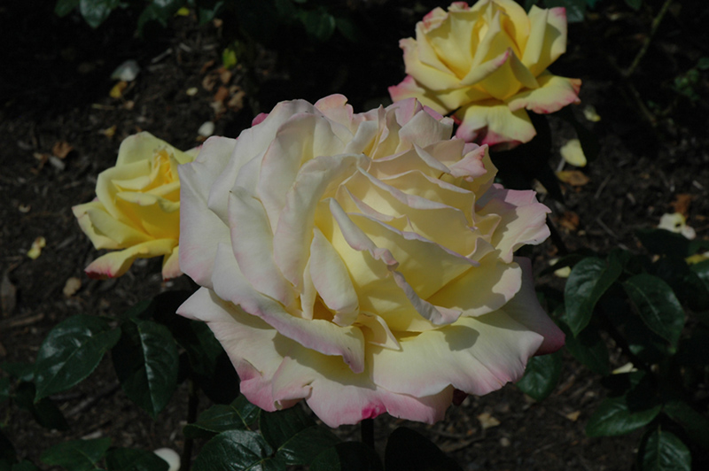Peace Rose (Rosa 'Peace') at Caan Floral & Greenhouse