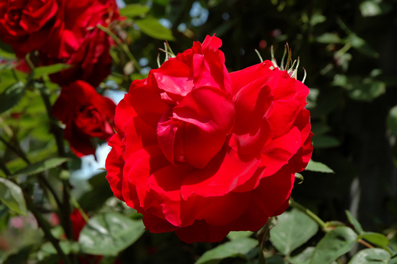 Ramblin' Red Rose (Rosa 'Ramblin' Red') at Caan Floral & Greenhouse