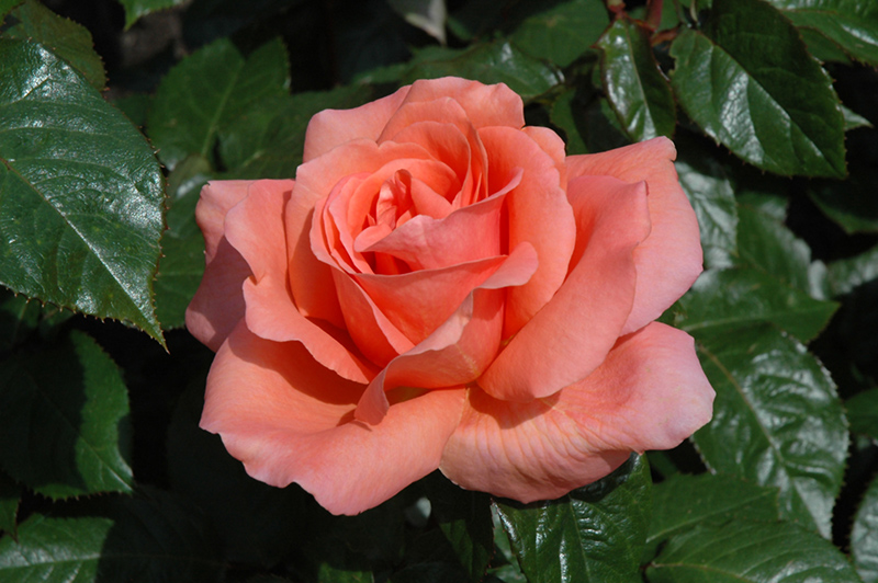 Sweet Fragrance Rose (Rosa 'Sweet Fragrance') at Caan Floral & Greenhouse