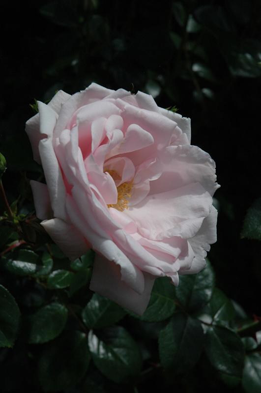 New Dawn Rose (Rosa 'New Dawn') at Caan Floral & Greenhouse