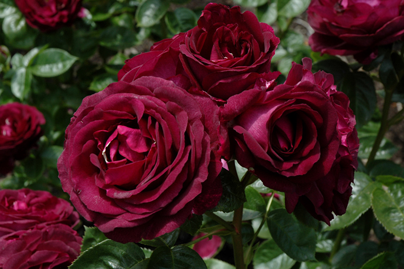 Twilight Zone Rose (Rosa 'WEKebtidere') at Caan Floral & Greenhouse