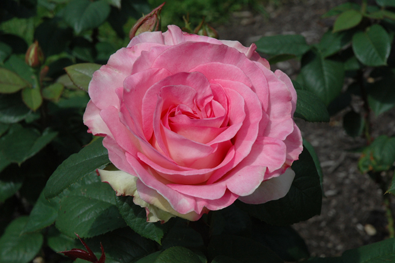 Falling In Love Rose (Rosa 'WEKmoomar') at Caan Floral & Greenhouse