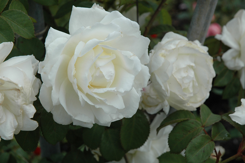 Cloud 10 Rose (Rosa 'Radclean') at Caan Floral & Greenhouse