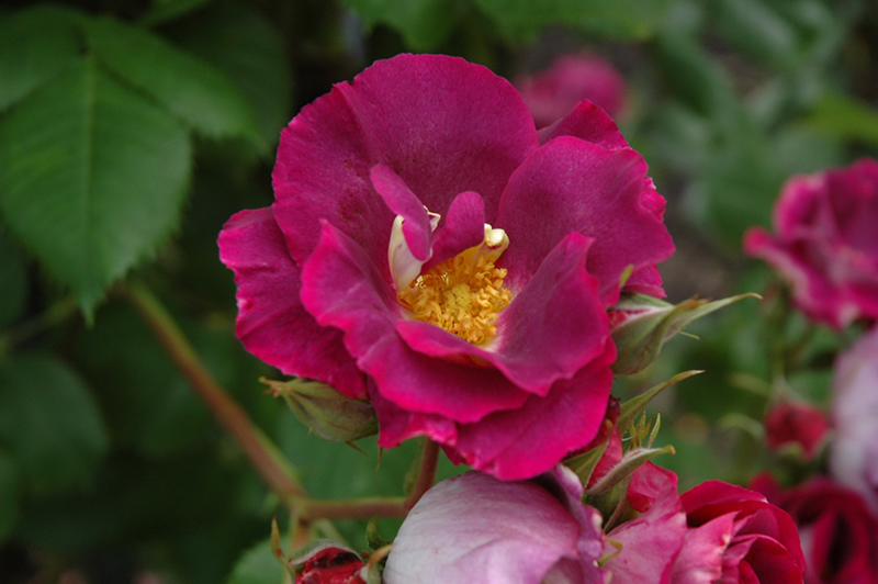 Stormy Weather Rose (Rosa 'ORAfantanov') at Caan Floral & Greenhouse