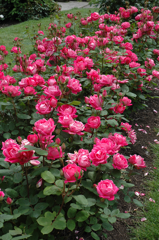 Double Knock Out Rose (Rosa 'Radtko') at Caan Floral & Greenhouse