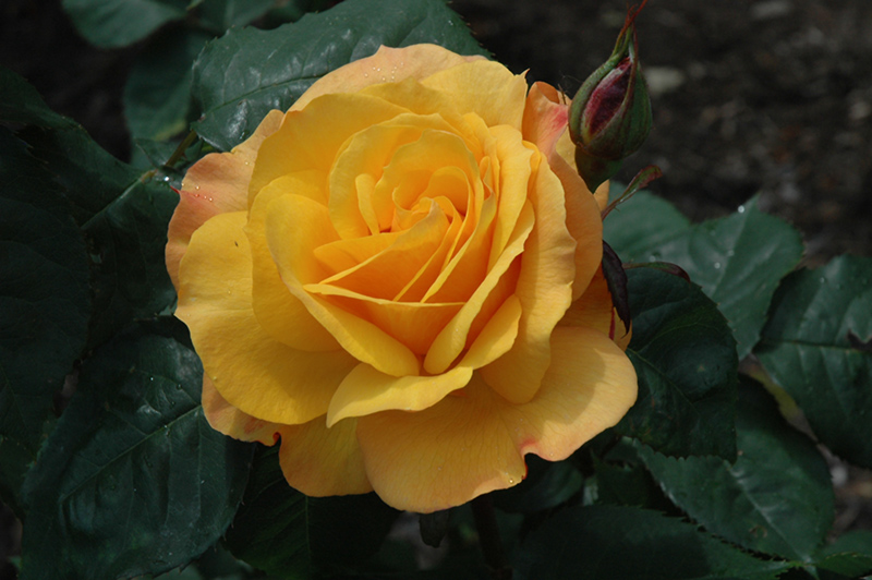 Good As Gold Rose (Rosa 'WEKgobafa') at Caan Floral & Greenhouse