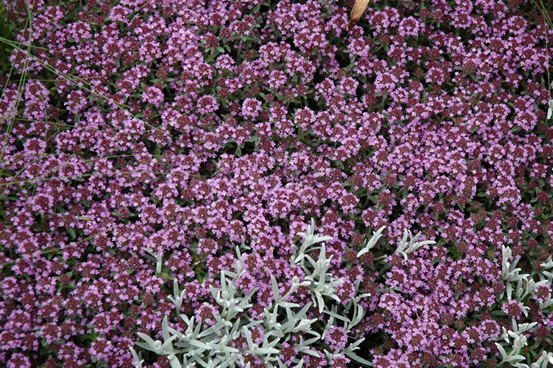 Pink Chintz Creeping Thyme (Thymus praecox 'Pink Chintz') at Caan Floral & Greenhouse