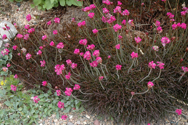 Red-leaved Sea Thrift (Armeria maritima 'Rubrifolia') at Caan Floral & Greenhouse