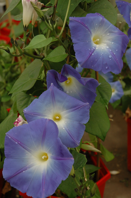 Heavenly Blue Morning Glory (Ipomoea tricolor 'Heavenly Blue') at Caan Floral & Greenhouse