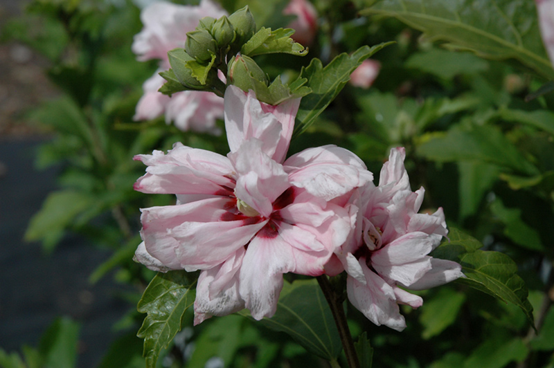 Blushing Bride Rose Of Sharon (Hibiscus syriacus 'Blushing Bride') at Caan Floral & Greenhouse